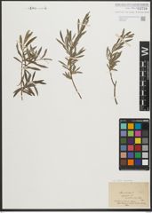 Foto von Salix purpurea L.